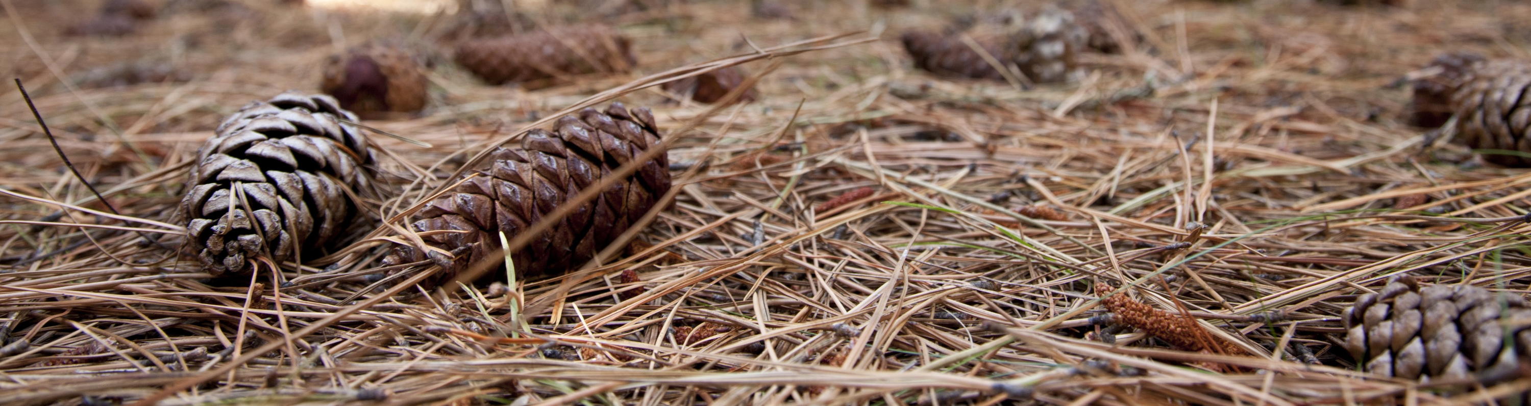 Indentification keys 