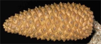 Pinus-pinaster-cone.jpg