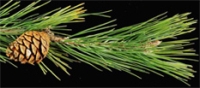 Pinus-tabuliformis-shoot.jpg