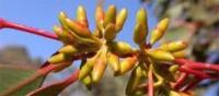 eucalyptus-buds.jpg