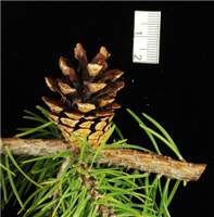 Factsheet - Pinus banksiana