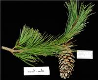 Factsheet - Pinus monticola