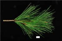 Factsheet - Pinus radiata